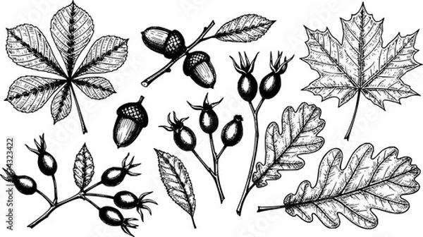 Obraz Autumn leaves sketch. Hand drawn fall foliage of chestnut, maple and oak. Botanical herbarium collection. Acorns and rosehip berry. Natural engraving elements set. Vector isolated plants