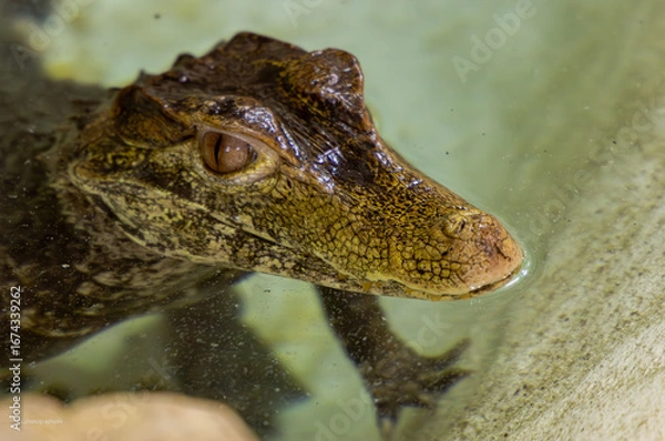 Fototapeta alligator