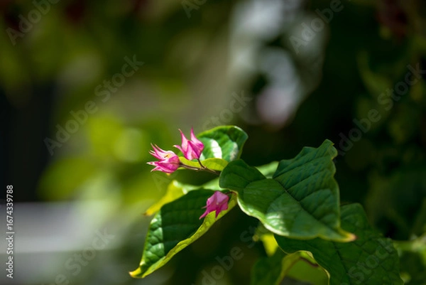 Obraz Coral Vine