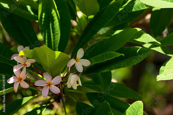 Obraz Frangipani Blooms
