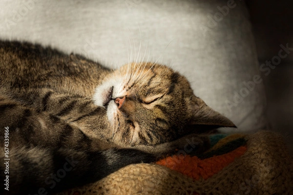 Obraz Sleeping Cat