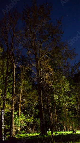 Obraz Night forest trees illuminated
