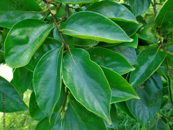 Obraz 柿の葉のアート