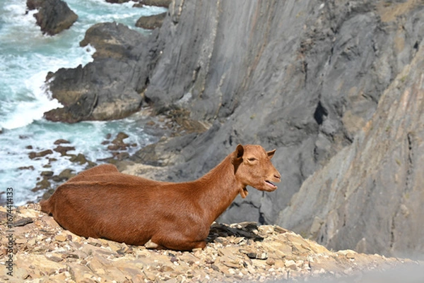 Obraz goat on a cliff