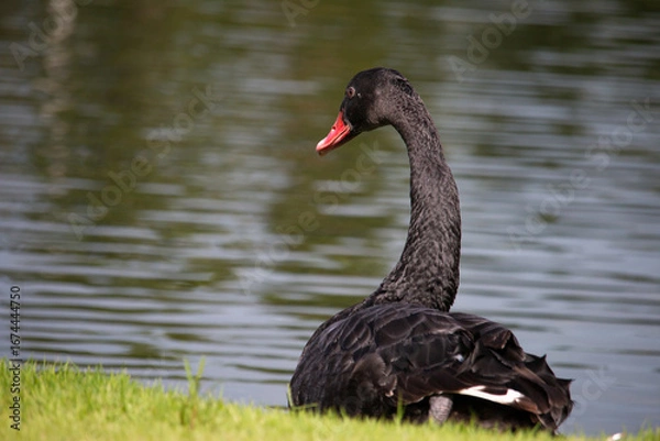 Obraz 𝗦𝘄𝗮𝗻 𝗹𝗮𝗸𝗲 𝗶𝗻 𝗖𝗵𝗶𝗮𝗻𝗴 𝗠𝗮𝗶