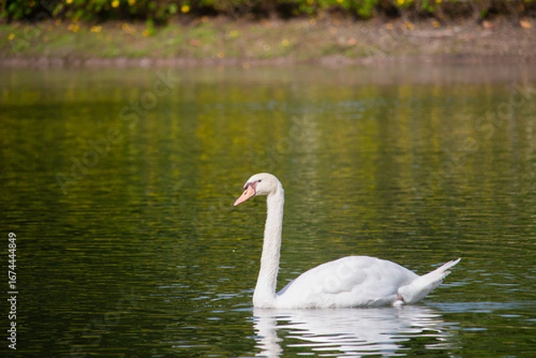 Obraz 𝗦𝘄𝗮𝗻 𝗹𝗮𝗸𝗲 𝗶𝗻 𝗖𝗵𝗶𝗮𝗻𝗴 𝗠𝗮𝗶