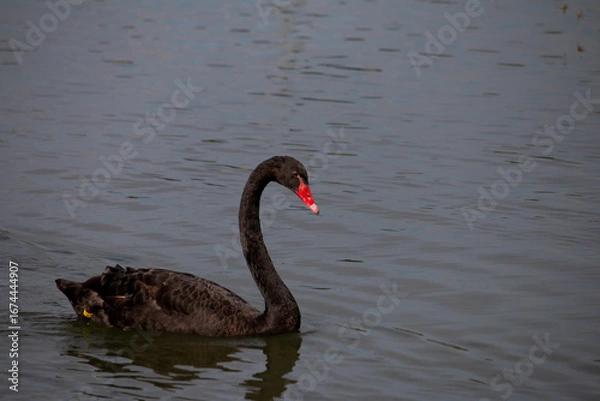 Obraz 𝗦𝘄𝗮𝗻 𝗹𝗮𝗸𝗲 𝗶𝗻 𝗖𝗵𝗶𝗮𝗻𝗴 𝗠𝗮𝗶