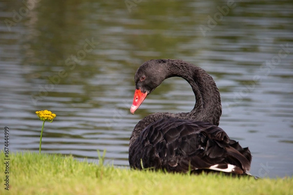 Obraz 𝗦𝘄𝗮𝗻 𝗹𝗮𝗸𝗲 𝗶𝗻 𝗖𝗵𝗶𝗮𝗻𝗴 𝗠𝗮𝗶