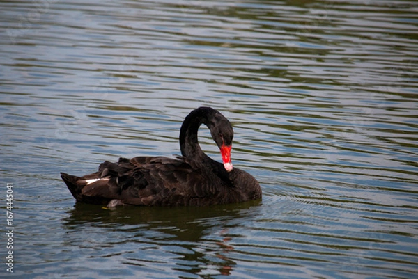 Obraz 𝗦𝘄𝗮𝗻 𝗹𝗮𝗸𝗲 𝗶𝗻 𝗖𝗵𝗶𝗮𝗻𝗴 𝗠𝗮𝗶