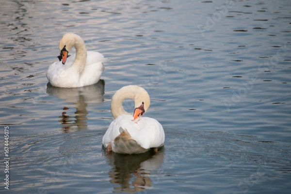 Obraz 𝗦𝘄𝗮𝗻 𝗹𝗮𝗸𝗲 𝗶𝗻 𝗖𝗵𝗶𝗮𝗻𝗴 𝗠𝗮𝗶