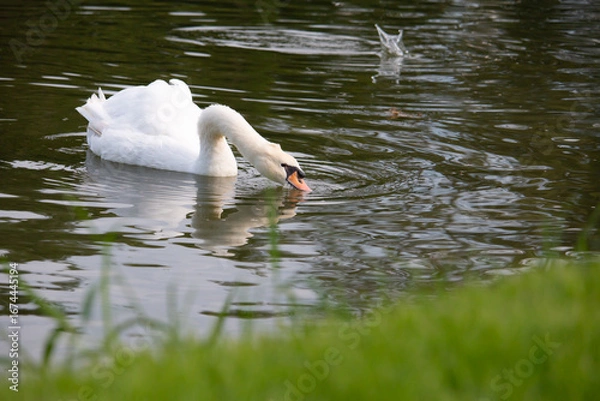 Obraz 𝗦𝘄𝗮𝗻 𝗹𝗮𝗸𝗲 𝗶𝗻 𝗖𝗵𝗶𝗮𝗻𝗴 𝗠𝗮𝗶