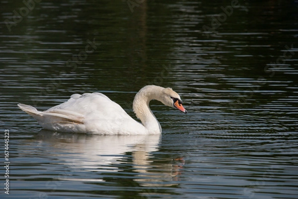 Obraz 𝗦𝘄𝗮𝗻 𝗹𝗮𝗸𝗲 𝗶𝗻 𝗖𝗵𝗶𝗮𝗻𝗴 𝗠𝗮𝗶