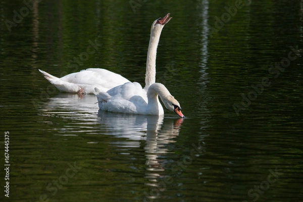 Obraz 𝗦𝘄𝗮𝗻 𝗹𝗮𝗸𝗲 𝗶𝗻 𝗖𝗵𝗶𝗮𝗻𝗴 𝗠𝗮𝗶