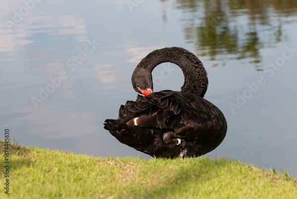 Obraz 𝗦𝘄𝗮𝗻 𝗹𝗮𝗸𝗲 𝗶𝗻 𝗖𝗵𝗶𝗮𝗻𝗴 𝗠𝗮𝗶