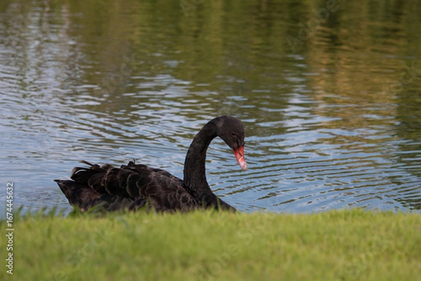 Obraz 𝗦𝘄𝗮𝗻 𝗹𝗮𝗸𝗲 𝗶𝗻 𝗖𝗵𝗶𝗮𝗻𝗴 𝗠𝗮𝗶