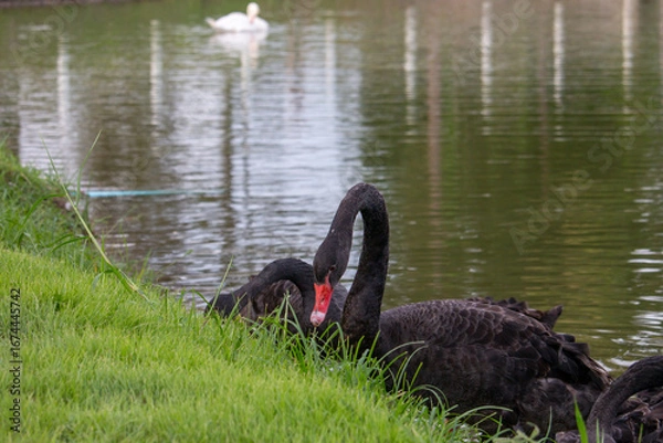 Obraz 𝗦𝘄𝗮𝗻 𝗹𝗮𝗸𝗲 𝗶𝗻 𝗖𝗵𝗶𝗮𝗻𝗴 𝗠𝗮𝗶