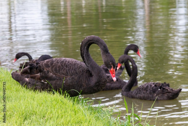 Obraz 𝗦𝘄𝗮𝗻 𝗹𝗮𝗸𝗲 𝗶𝗻 𝗖𝗵𝗶𝗮𝗻𝗴 𝗠𝗮𝗶