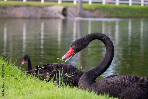 Obraz 𝗦𝘄𝗮𝗻 𝗹𝗮𝗸𝗲 𝗶𝗻 𝗖𝗵𝗶𝗮𝗻𝗴 𝗠𝗮𝗶