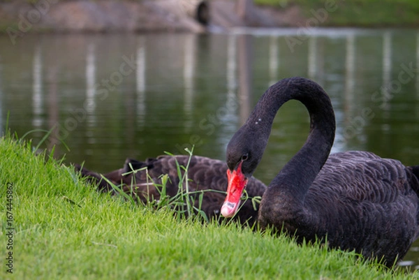 Obraz 𝗦𝘄𝗮𝗻 𝗹𝗮𝗸𝗲 𝗶𝗻 𝗖𝗵𝗶𝗮𝗻𝗴 𝗠𝗮𝗶