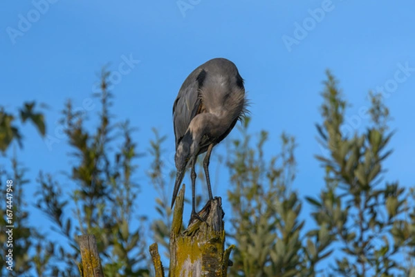 Obraz A majestic great blue heron perches on a weathered stump, its dark feathers and sharp beak contrasted against a clear sky and blurred  foliage.