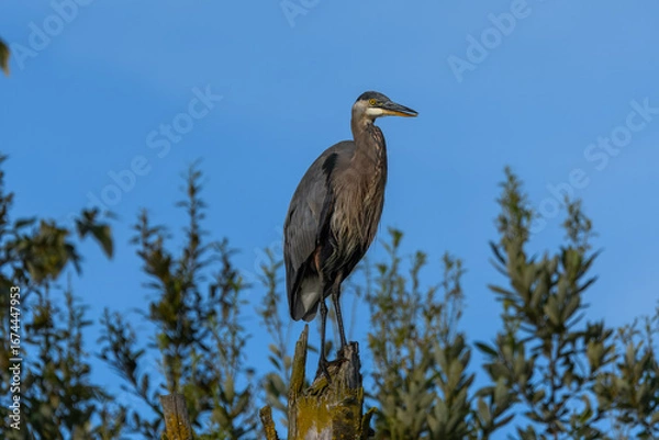 Obraz A majestic great blue heron perches on a weathered stump, its dark feathers and sharp beak contrasted against a clear sky and blurred  foliage.