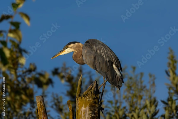 Obraz A majestic great blue heron perches on a weathered stump, its dark feathers and sharp beak contrasted against a clear sky and blurred  foliage.