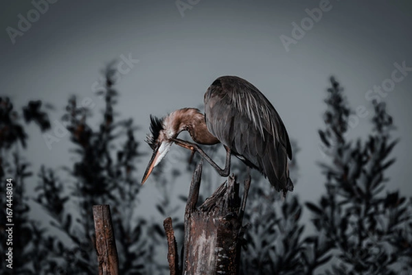 Obraz A majestic great blue heron perches on a weathered stump, its dark feathers and sharp beak contrasted against a clear sky and blurred  foliage.