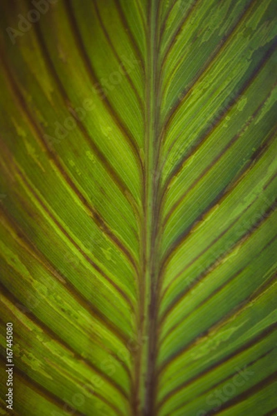 Obraz Leaf Up Close