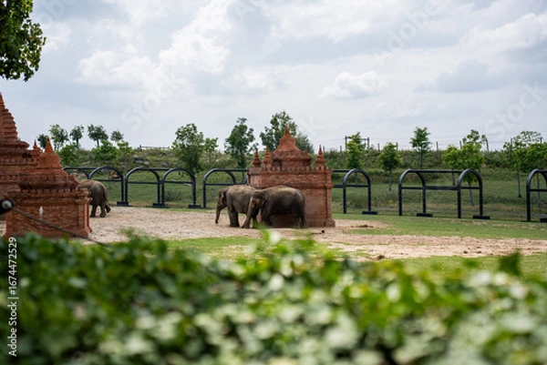 Obraz two Indian elephants are walking