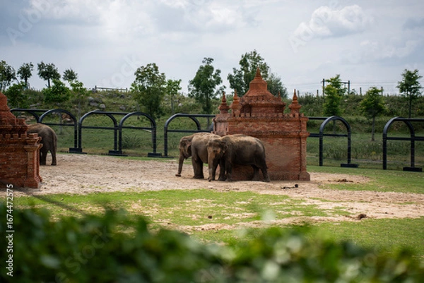 Obraz two Indian elephants are walking