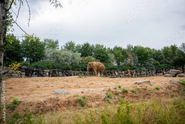 Obraz a big elephant is standing