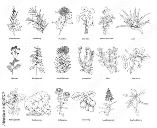 Fototapeta Collection of medicinal herbs and plants, botanical line drawing, vector floral line art illustration for site, logo, advertising, packaging
