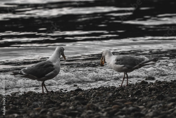 Obraz two seagulls on a rocky shore. One seagull holds a rock in its beak as a wave splashes between the two birds