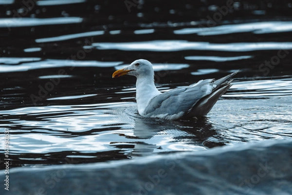 Obraz A seagull floats peacefully on a body of dark, rippling water, with its reflection visible below. The bird's beak is a vibrant orange