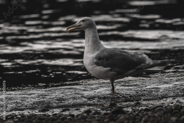 Obraz A seagull stands in profile in shallow water on a rocky shoreline, with a blurred, rippling ocean in the background.