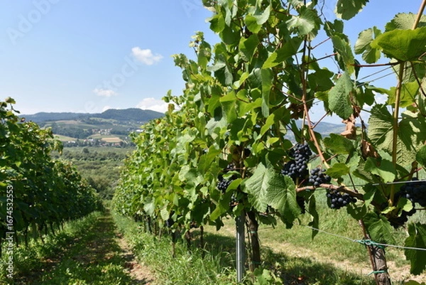 Fototapeta Winnica, winogrona, uprawa, gronowy, winorośli, owoc, wina, kiść, jedzenie, zieleń, dojrzałe, winorośl, winiarnia, rolnictwo, jesienią, zbiory, winobranie, Tarnów, Polska, Europa