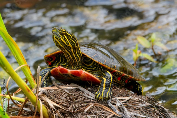 Obraz A painted turtle with vibrant yellow and red markings. The turtle's shell has a beautiful iridescent sheen.