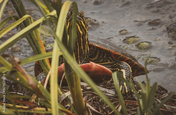 Obraz A painted turtle with vibrant yellow and red markings. The turtle's shell has a beautiful iridescent sheen.