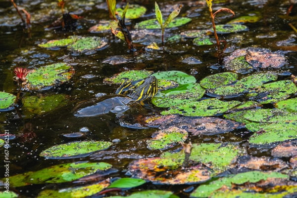 Obraz A painted turtle with a striped head peeks out from the dark water of a pond. It is surrounded by vibrant green lily pads, with a red water lily in the background.