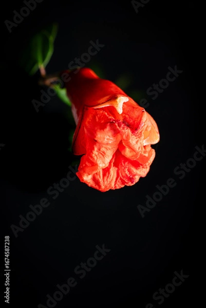 Fototapeta Close-up shot of a pomegranate flower bud highlighting the color. Black background.
