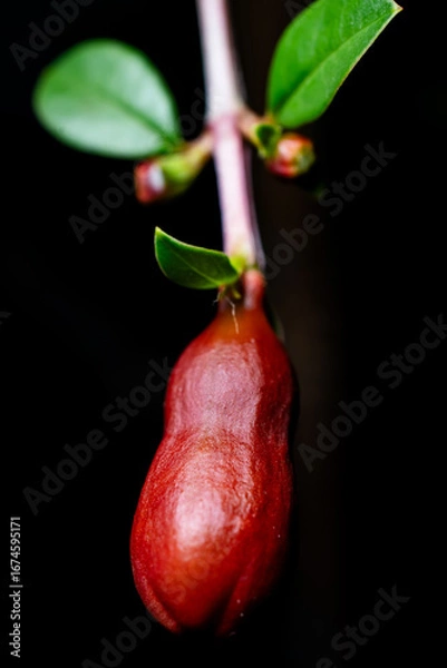 Fototapeta Close-up shot of a pomegranate bud highlighting its red color. Black background.