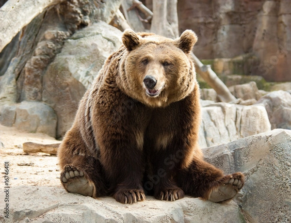 Obraz Brown bear in a funny pose