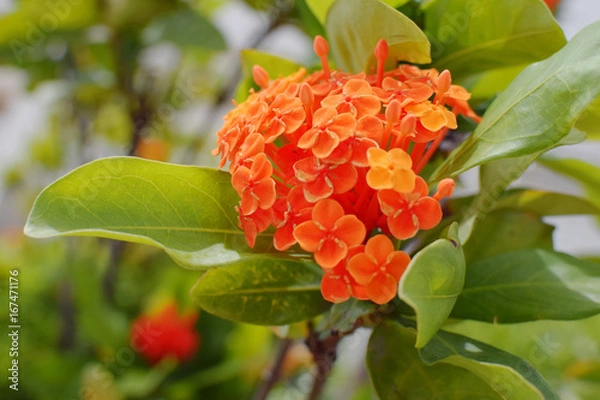 Fototapeta orange 、red flower and green leaves plants in sunlight