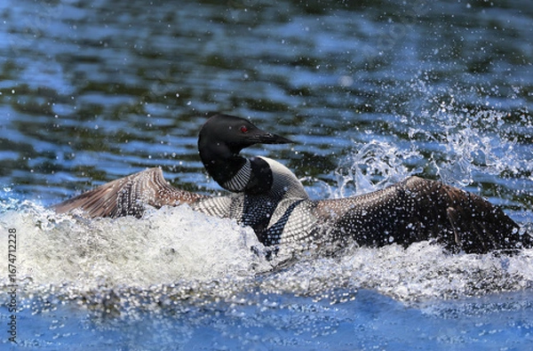 Obraz loon in nature