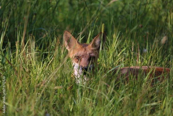 Obraz red fox in a field