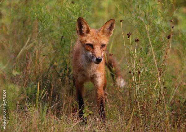 Obraz red fox during sunset
