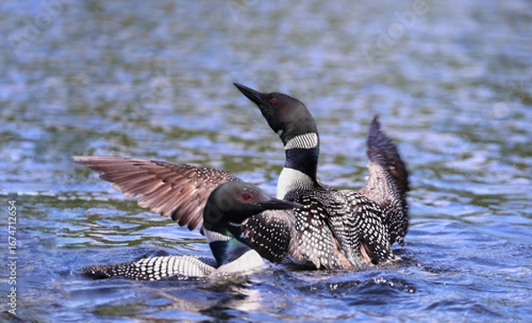 Obraz loon in action