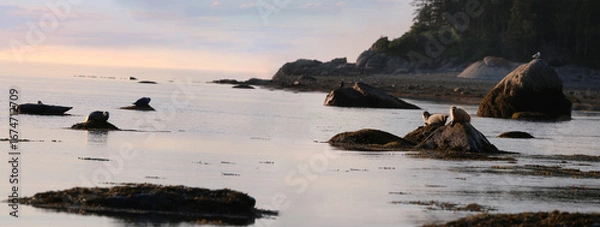 Obraz seal in nature