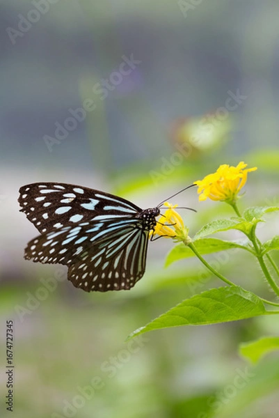 Fototapeta 黄色い花に止まるリュウキュウアサギマダラ