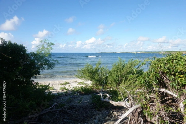 Obraz beach and trees